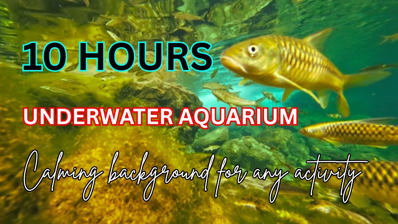 10 Hours Underwater Fish Tank | Crystal Clear Water with Relaxing Music - Virtual Aquarium
