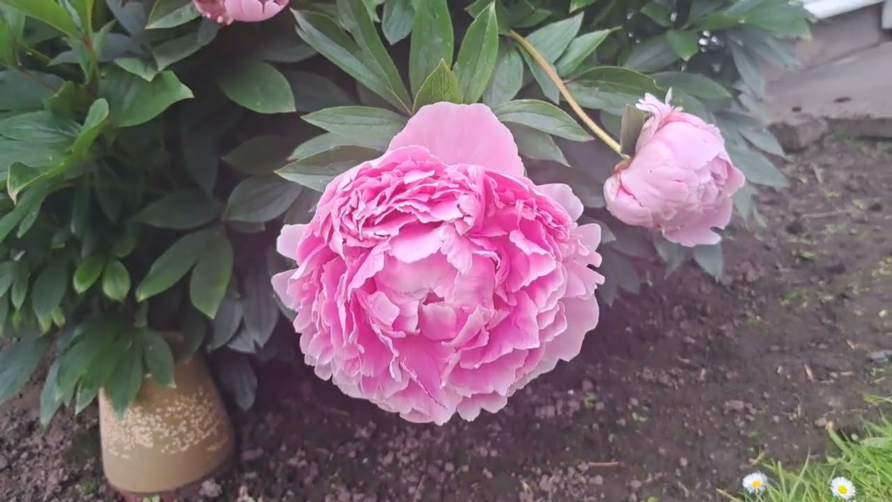 Pink Peony 'Pink Parfait'(Paeonia lactiflora) 