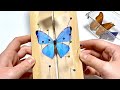 Entomology Mounting Morpho Aega 🦋