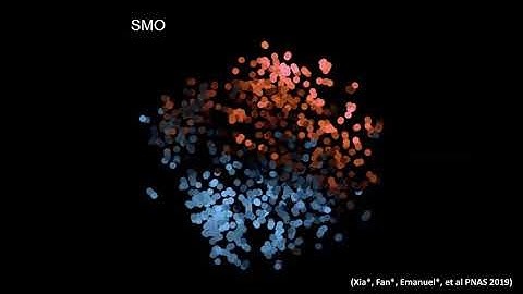 Modeling and Visualizing RNA Velocity of Single Cells