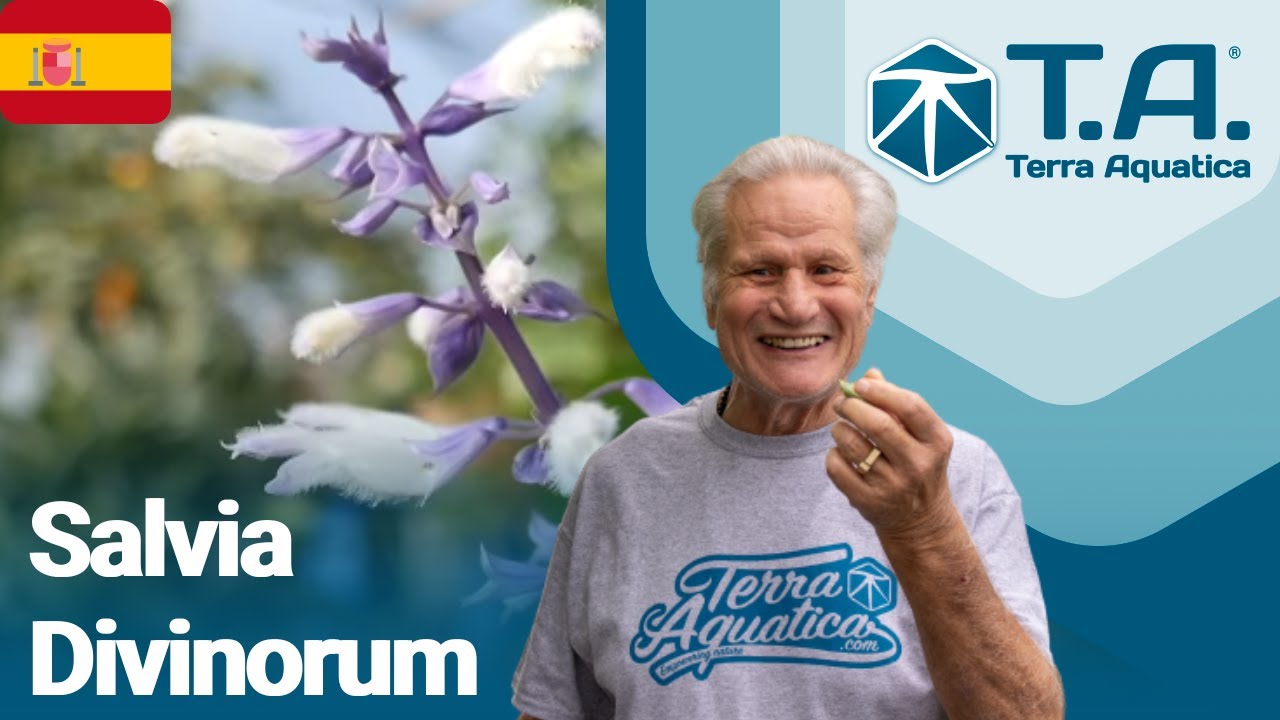 Salvia Divinorum por Terra Aquatica 💚