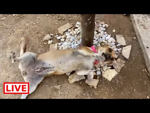 Video: Fund I Gëzuar Për Dog Colorado Chained Outside