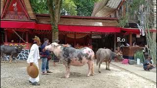 Kada To'mina Singgi' na Tedong Ma'pasa Tedong Rambu Solo'di Pindan Pute Singki Toraja Utara part2