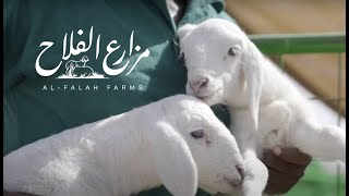 AlFalah Farms -  مزارع الفلاح