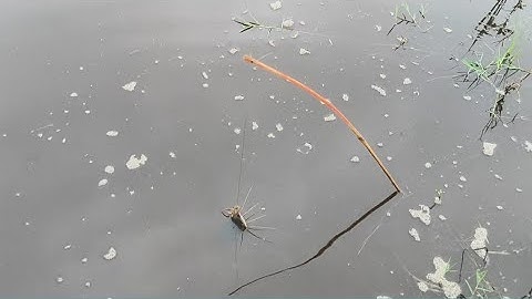 Cắm Câu Cá Lóc Cập Bìa Rừng Già Mùa Mưa Bão Lũ Về Dính Đượt Cá Trê Cá Lóc Đồng - Hoàng68Vlog 