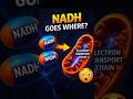 Where Does NADH Go After Glycolysis? | Simple Explanation #biochemistry #glycolysis
