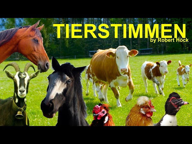 15 minutes of HAPPY FARM ANIMALS with their natural voices - FOR KIDS - cow, sheep, goat, horse, hen class=