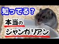 【ハムスター】本やネットでは教えてくれない、本当のジャンガリアンとは?