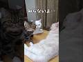 名乗り出た猫#エキゾチックショートヘア #猫のいる暮らし