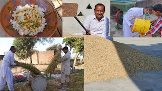 Farmers Busy Harvesting Crops | Life of Rice | How Rice is Made | Village Life | Mubashir Saddique