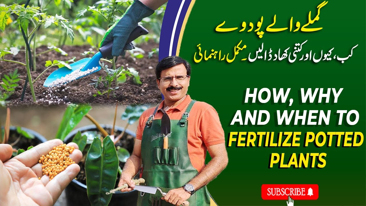 How, why and when to fertilize potted plants | Gardening With Javed Iqbal
