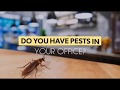 Requiring Pest Control Service Near Me?