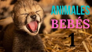 ANIMALES BEBÉS Documental 1, documental de animales bebes de Africa, Animales bebes LINDOS Y TIERNOS