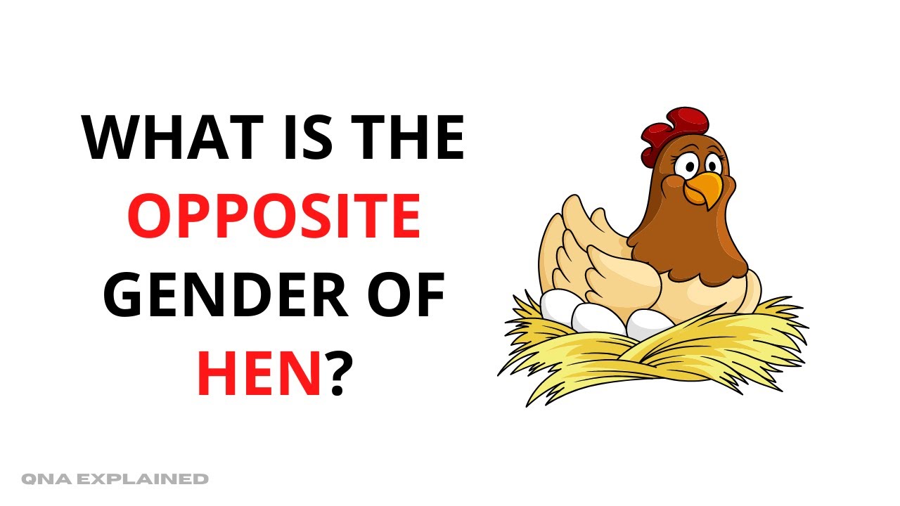 What is the opposite gender of hen? QnA Explained YouTube