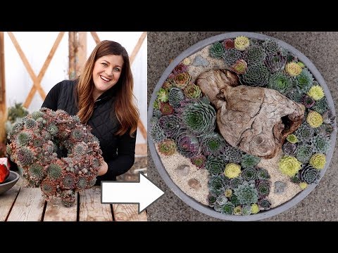 Video: Maklumat Sempervivum: Ketahui Tentang Penjagaan Dan Penyelenggaraan Sempervivum