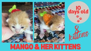 10 Day Old Kittens EYES are OPEN  Mango & her Kittens #cats #kitten