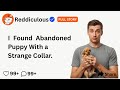 [FULL STORY] I Found Abandoned Puppy With a Strange Collar.