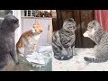 Cat Reaction to Funny Cat - Funny Couple Cat Reaction Compilation