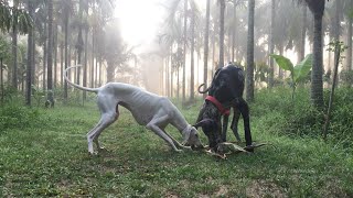 Fog at our Estate. Early Morning Routine | Great Dane & Mudhol Hound dogs playtime! by Vachan N C 15,165 views 3 years ago 3 minutes, 27 seconds