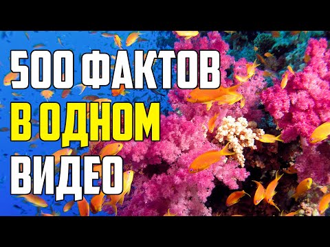 Видео: 500 ФАКТОВ В ОДНОМ ВИДЕО