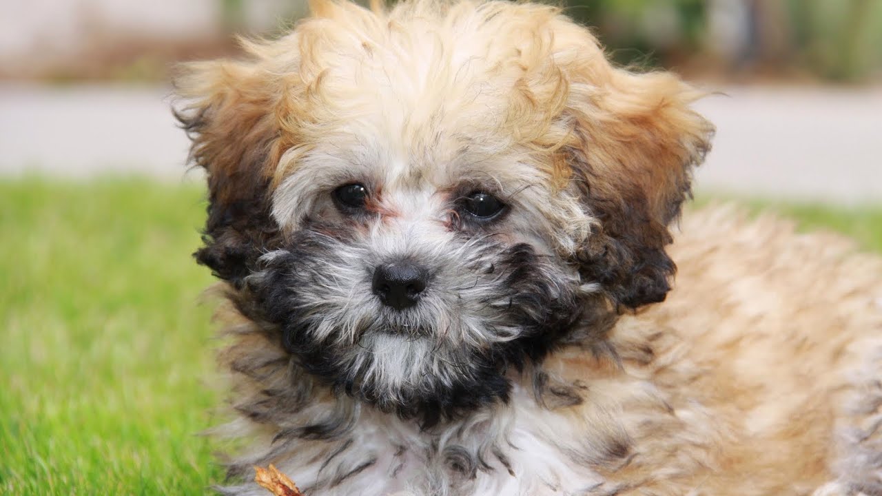 morkie poo dogs