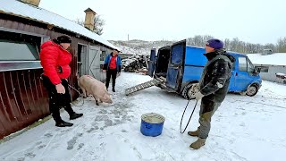 ПРИЇХАЛИ ДУЖЕ СУРЙОЗНІ ЛЮДИ... Сараї строять,биків купляють , свиней грибуть, всі розудіті ...