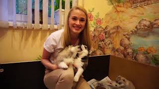 FUNNY DOG 10 Things You Didn’t Know About the Siberian Husky