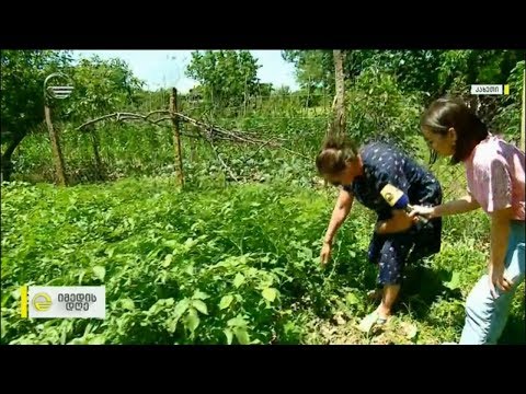 ეკა ნიჟარაძის ხეხილი და ვაზი სოფელ ართანაში