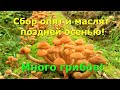 Сбор опят и маслят поздней осенью! Много грибов!