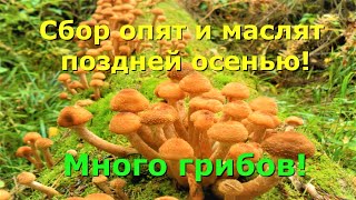 Сбор опят и маслят поздней осенью! Много грибов!