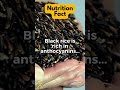 Black Rice Is Rich In Anthocyanins Black Rice Is Rich In Anthocyanins