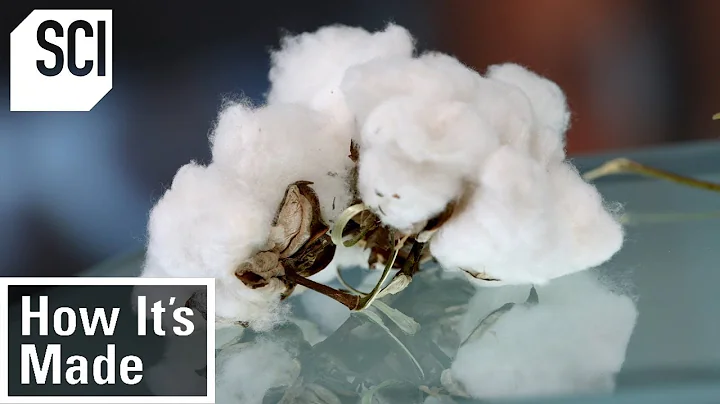 How Cotton is Processed in Factories | How Its Made