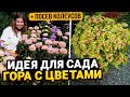 САМАЯ КРАСИВАЯ ИДЕЯ ДЛЯ САДА - БОЛЬШАЯ ЦВЕТУЩАЯ ГОРА | Посев колеусов на рассаду