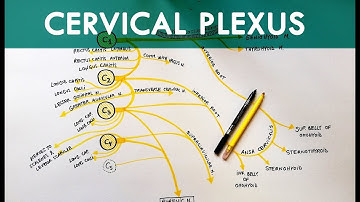 Cervical Plexus - Anatomy Tutorial