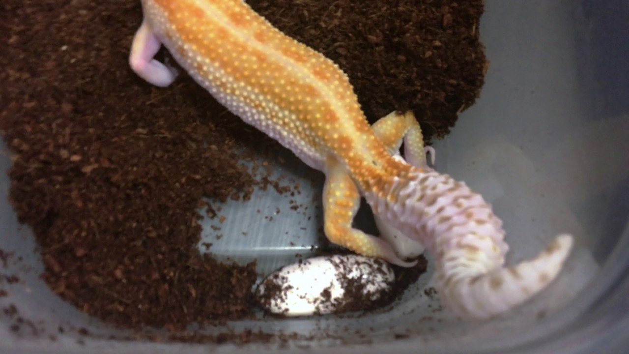 Leopard Gecko Eggs