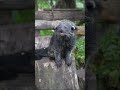 Various Animals Such as Hippopotamus, Crocodile, Otter, Penguin, and Civet in One Frame
