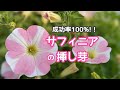 『サフィニア』成功率100%！サフィニアの挿し芽(ペチュニアの挿し芽)