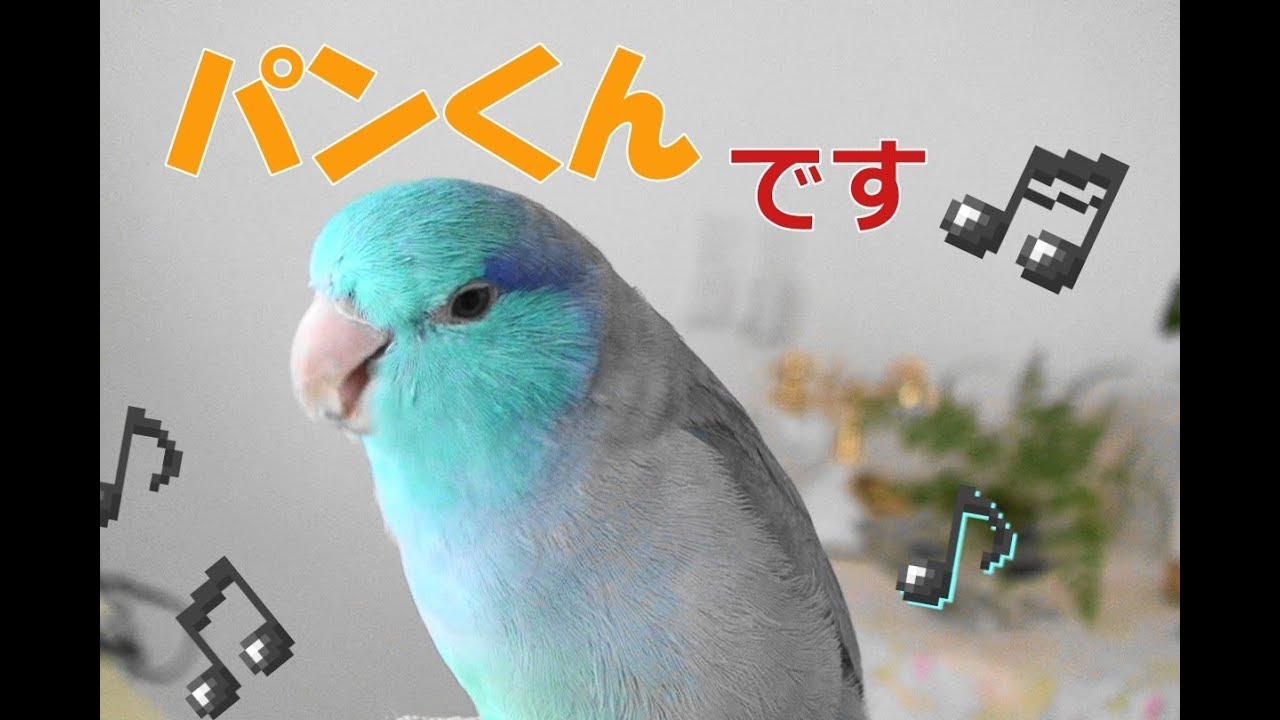 マメルリハ おしゃべりが止まらない Youtube