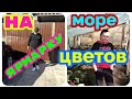 из Сибири на Юг/Ч1, едем на ярмарку/миллион хризантем