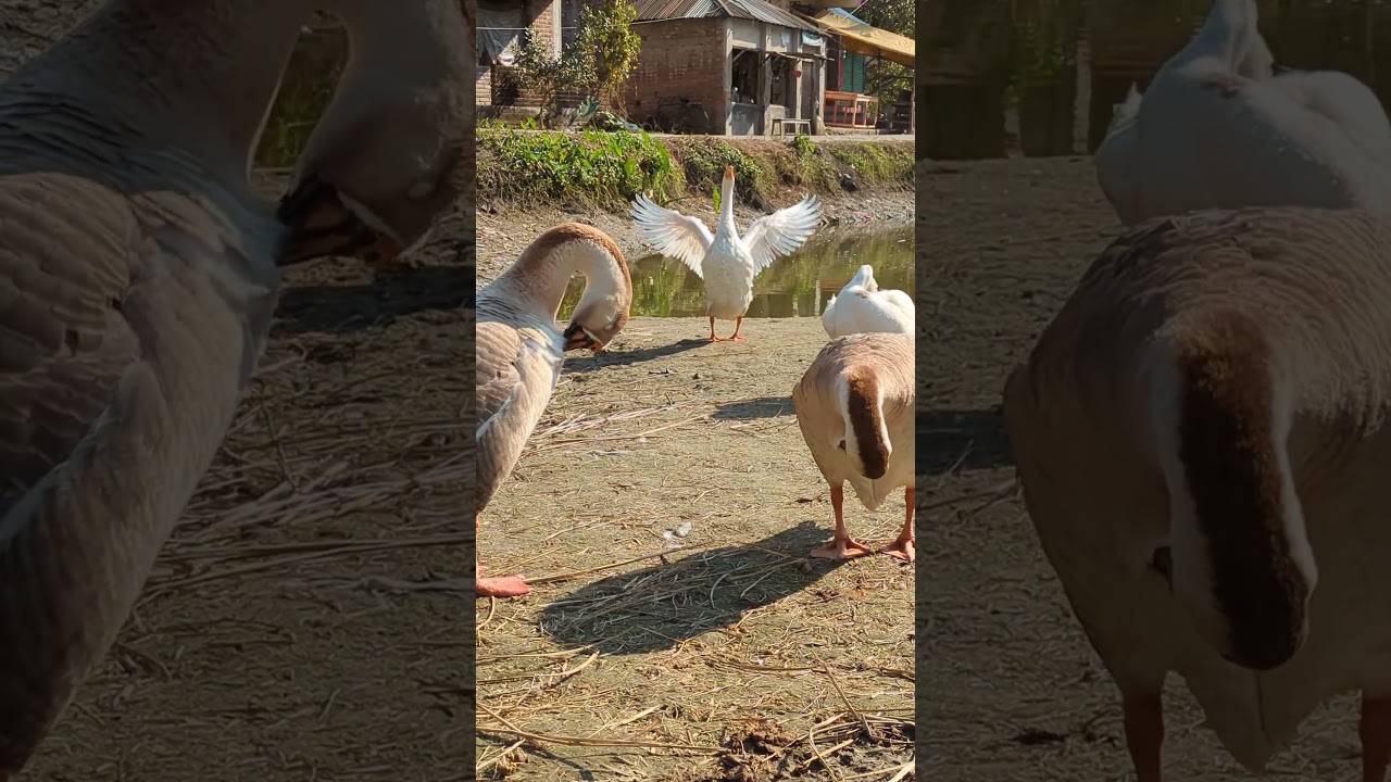 The white goose wings is very beautiful 🦢 