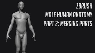 ZBrsuh - Male Human Anatomy #2 Merging Parts