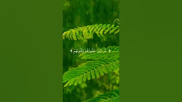 اللَّهُ نَزَّلَ أَحْسَنَ الْحَدِيثِ كِتَابًا مُّتَشَابِهًا مَّثَانِيَ ) #سورة_الزمر