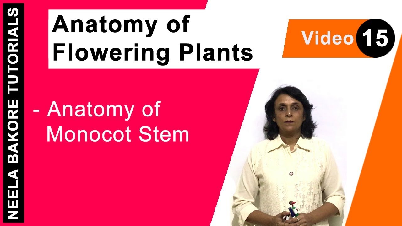 Anatomy of Flowering Plants | NEET | Anatomy of Monocot Stem | Neela Bakore Tutorials