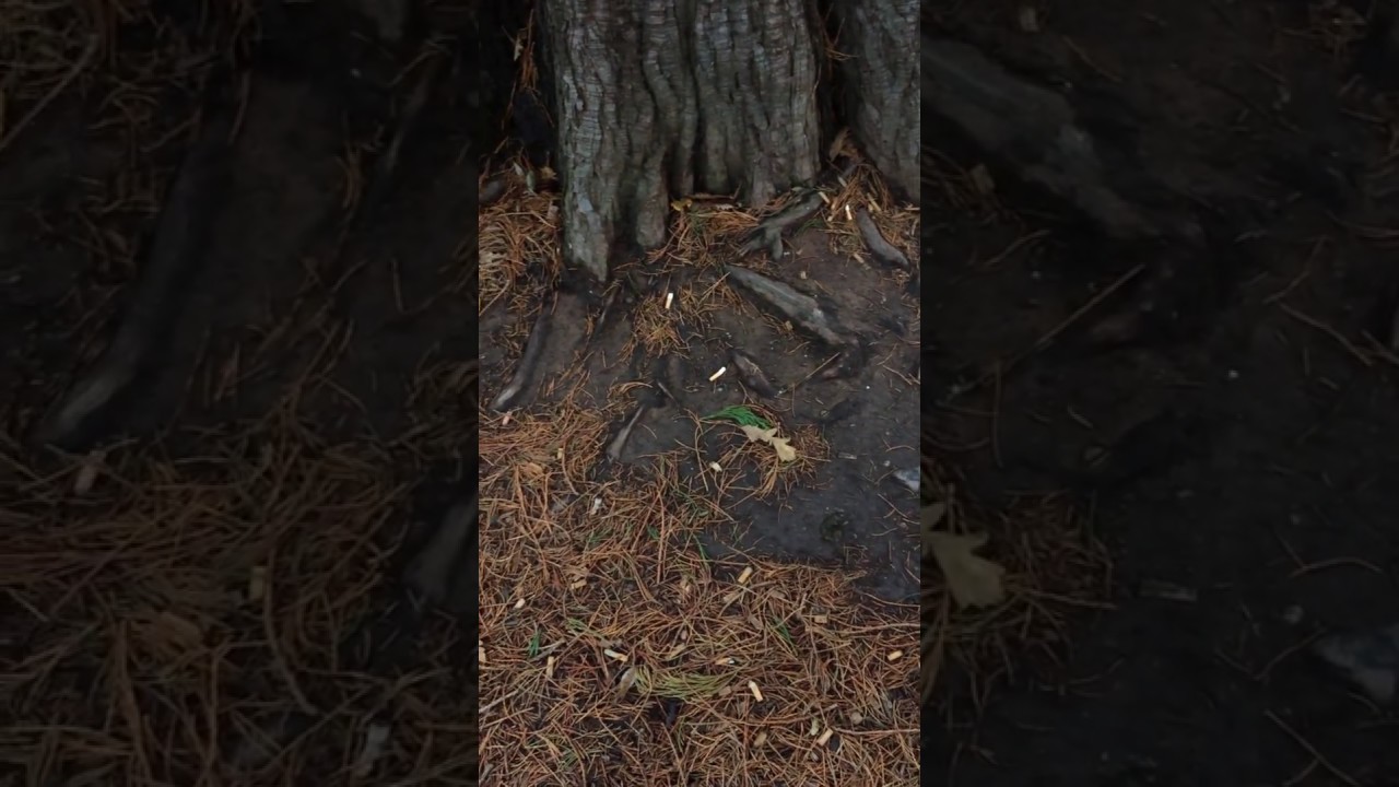 Giant redwood (Sequoiadendron giganteum) - roots - November 2017 - YouTube