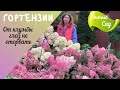 🌷 ОООЧЕНЬ КРАСИВАЯ клумба с МЕТЕЛЬЧАТЫМИ гортензиями!  СХЕМА ПОСАДКИ🌷