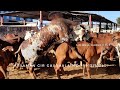 WORLD'S Top Class Bull Arya Breeding To Gulab cow| ARYAMAN GIR GAUSHALA