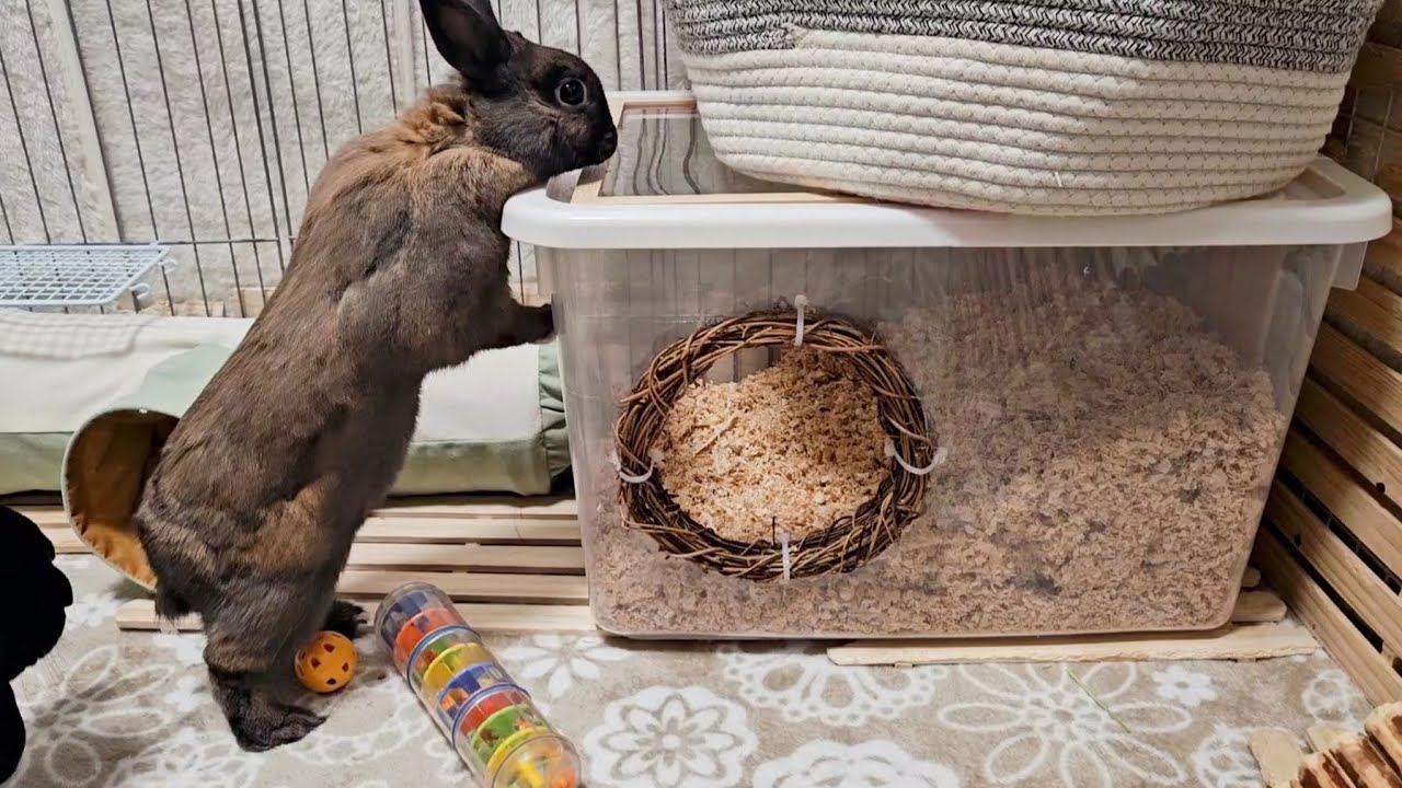 ほりほりハウス作りました！