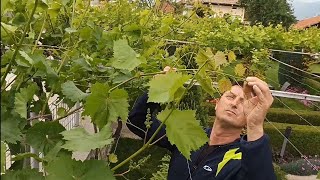 Green pruning of the vine (pinching and pruning), part 2.