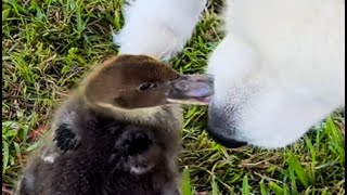 French Kiss Duckling