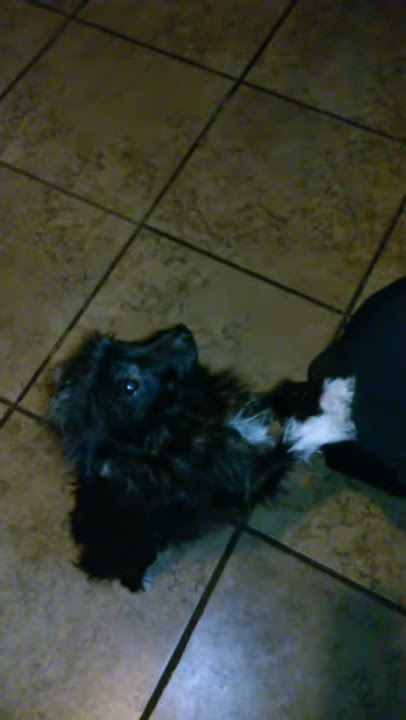 No Christmas for gizmo!